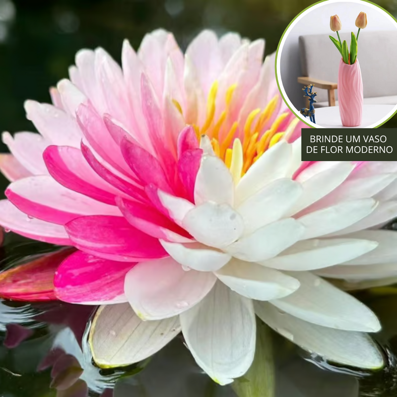 A flor de lótus da tigela sagrada de bonsai - [Brinde um Vaso de Flor Moderno]