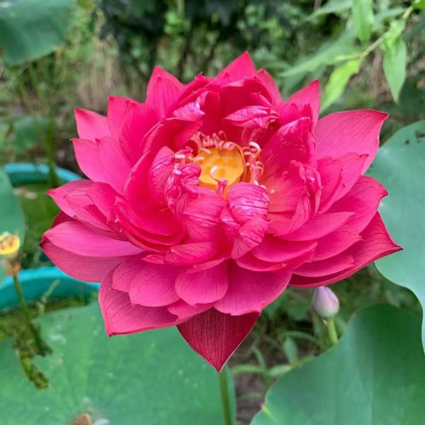 A flor de lótus da tigela sagrada de bonsai - [Brinde um Vaso de Flor Moderno]