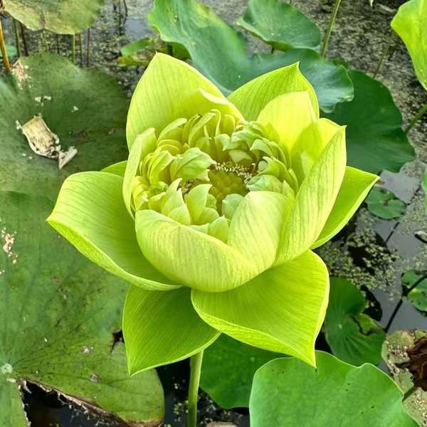 A flor de lótus da tigela sagrada de bonsai - [Brinde um Vaso de Flor Moderno]