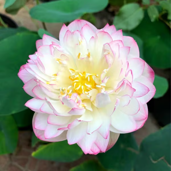 A flor de lótus da tigela sagrada de bonsai - [Brinde um Vaso de Flor Moderno]