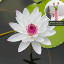 A flor de lótus da tigela sagrada de bonsai - [Brinde um Vaso de Flor Moderno]