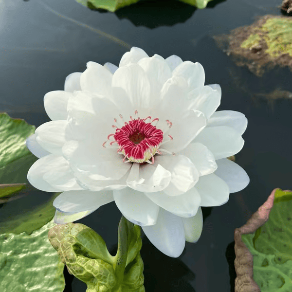 A flor de lótus da tigela sagrada de bonsai - [Brinde um Vaso de Flor Moderno]