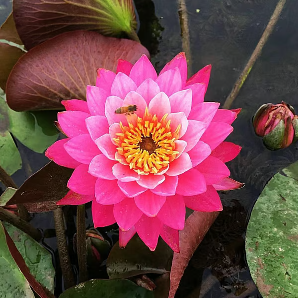 A flor de lótus da tigela sagrada de bonsai - [Brinde um Vaso de Flor Moderno]