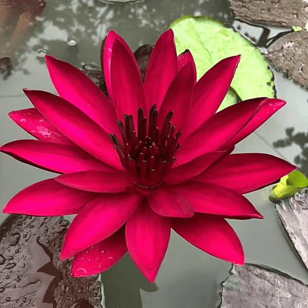 A flor de lótus da tigela sagrada de bonsai - [Brinde um Vaso de Flor Moderno]