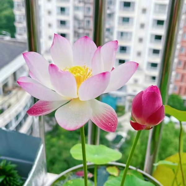 A flor de lótus da tigela sagrada de bonsai - [Brinde um Vaso de Flor Moderno]