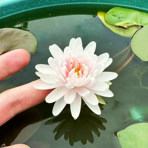 A flor de lótus da tigela sagrada de bonsai - [Brinde um Vaso de Flor Moderno]